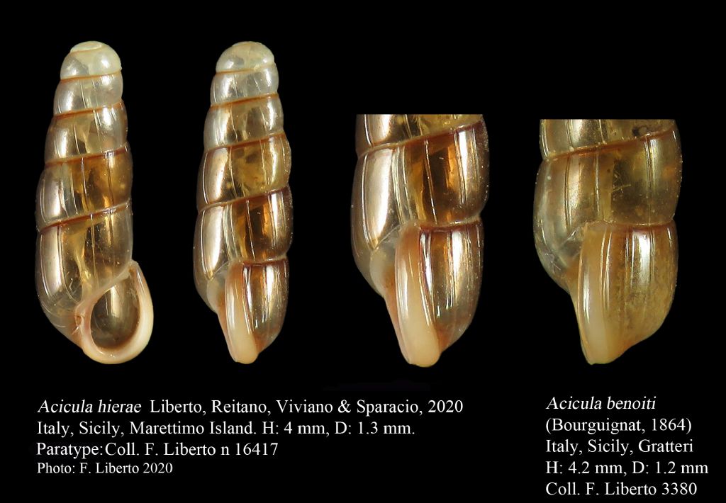 Acicula hierae n. sp. Sicily, Marettimo Island